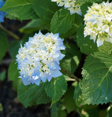 (Hydrangea macrophylla) Gartenhortensie. Beliebten Ziersträucher im Garten mit Schirmförmigen Blütenstände und Weiße und Blau blühende Kelchblättern 