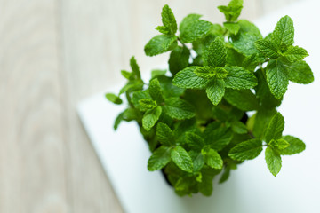 Green mint plant in flowerpot