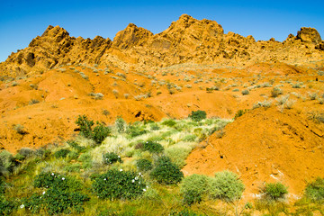Valley of Fire State Park Wildflowers