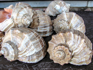 collection of seashells.