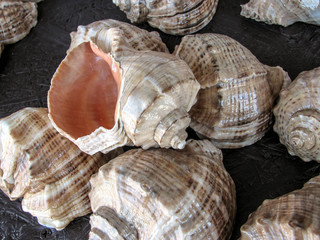collection of seashells.
