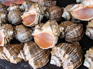 collection of seashells.