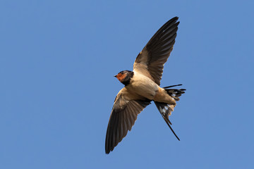 Portrait of a flying barn swallow (rustica hirundo) in front of blue background in germany