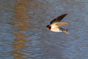 Portrait of a barn swallow (rustica hirundo) flying over blue water in germany