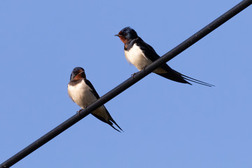 Two barn swallow (rustica hirundo) perched on a black cable in front of a blue background