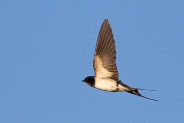 Portrait of a flying barn swallow (rustica hirundo) in front of blue background in germany