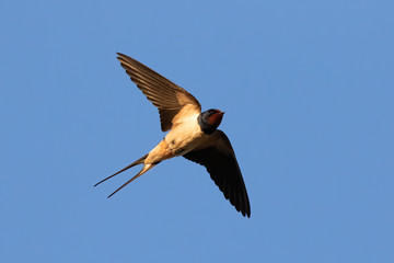 Portrait of a flying barn swallow (rustica hirundo) in front of blue background in germany