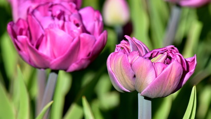 Image of blooming yellow daffodils of lilac terry tulips on a green background