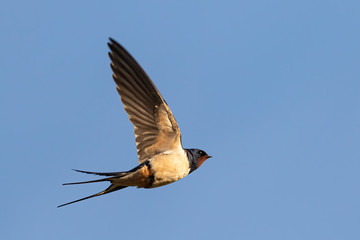 Portrait of a flying barn swallow (rustica hirundo) in front of blue background in germany