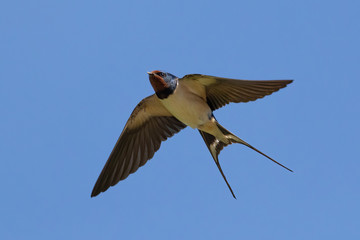 Portrait of a flying barn swallow (rustica hirundo) in front of blue background in germany