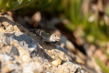 a little lizard is sitting on a stone. wild nature