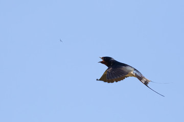 Portrait of a flying barn swallow (rustica hirundo) hunting an insect in front of a blue background