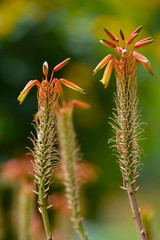 fiori di aloe vera in giardino