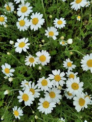 white daisies in a field among green grass.
