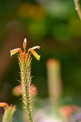 fiori di aloe vera in giardino
