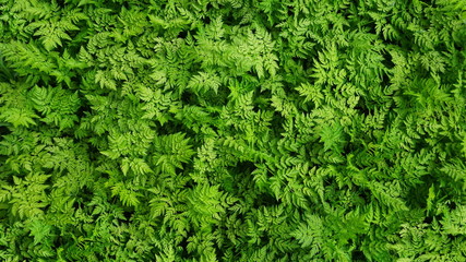 Natural background from beautiful grassy plants similar to green fern of different colors.