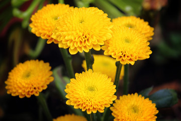 Pompom gelben Dahlien