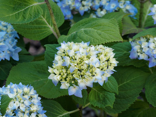 (Hydrangea macrophylla) Gartenhortensie. Beliebten Ziersträucher im Garten mit Schirmförmigen Blütenstände