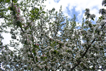 blossoming apple tree in spring