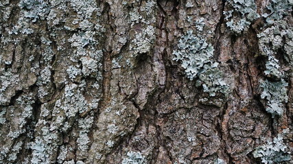 Natural background from the bark of dark gray and brown flowers of an alder tree and a light gray-blue lichen growing on the bark.