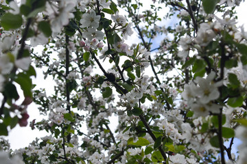 blossoming apple tree in spring
