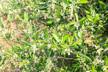 Olive tree branches full of fruit that ripen generate olives.