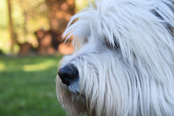 portrait of a white dog