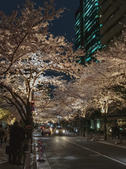 Obraz premium Sakura at night