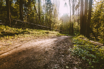 Beautiful nature at morning in the summer forest. Deep forest scene with shadows from sunlight. Natural background with green woods. Majestic forest landscape