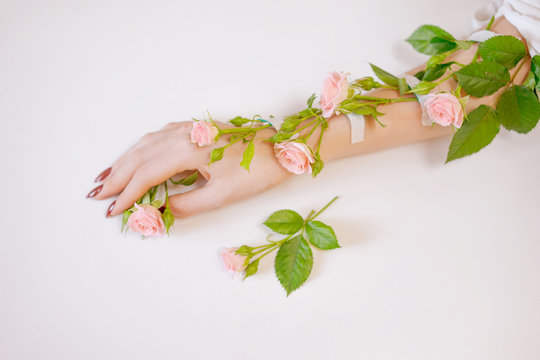  beautiful thin female hand lies with rose flowers on a white background.