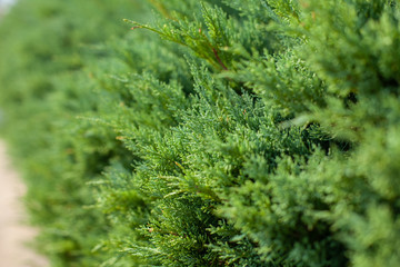 green bright bush. small leaves. bright sunny day.
