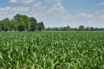 Fototapeta na wymiar coltivazione di mais in campagna