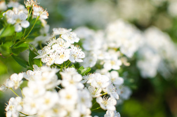 Lovely delicate cherry blossom in warm spring weather for background