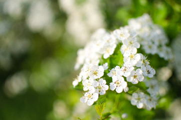 Lovely delicate cherry blossom in warm spring weather for background