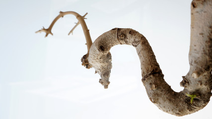 Bonzai on white background, wallpaper