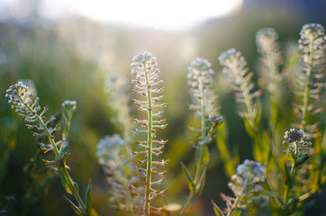 Fresh juicy green grass for summer