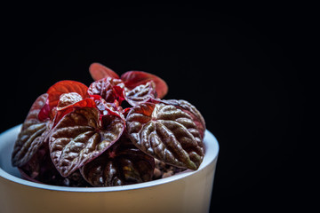 Close-up on peperomia caperata 