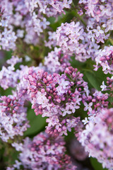 Spring branches of blossoming lilac