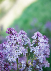 Spring branches of blossoming lilac