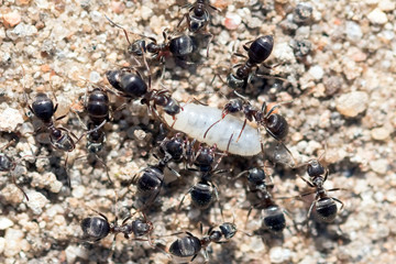 Ants carrying larvae to the anthill