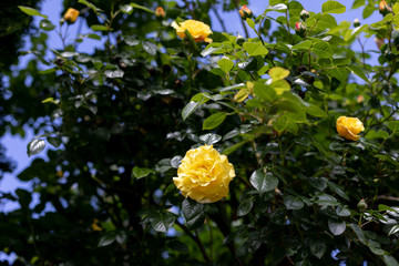 Yellow rose grows on a gazebo