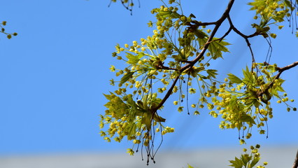 Green young maple branches lit by the sun sway in the wind on a blue background