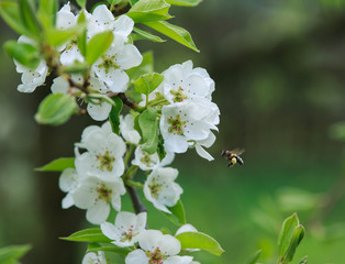 Bee with pollen flies up to white flowers on branch of apple tree tree in green garden