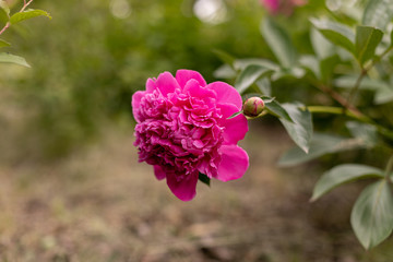 Pink large peony grows in the garden.