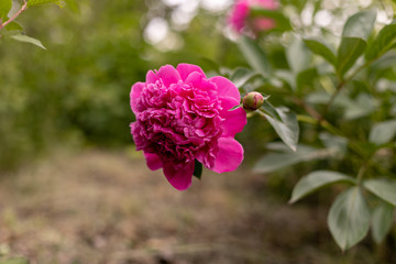 Pink large peony grows in the garden.