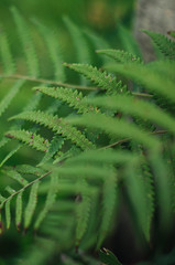 Close up of fern leaf