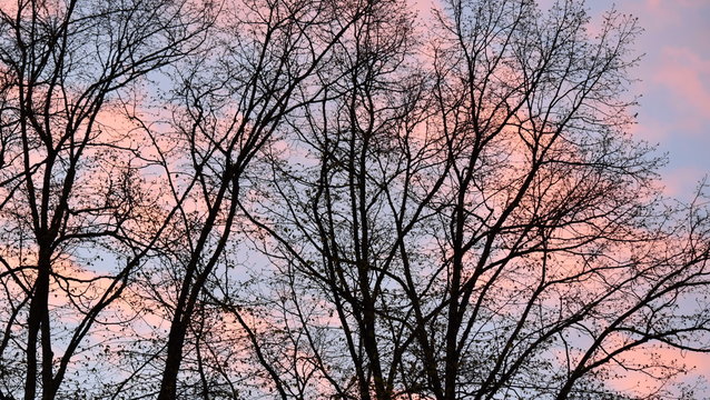 Spring soft pink sunset