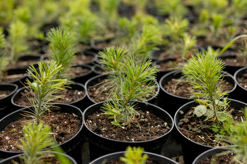 many plants are planted in a pot