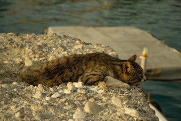 Close up of gray tabby cat with green eyes lies on a rock near the sea and waiting for fish in port of Antalya old town Kaleici on a sunny day.