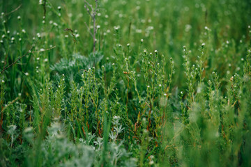 Wild herbal grass in the meadow